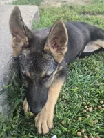 Sula, a female German Shepherd Dog for sale in Dixon, IL – 3 of 5