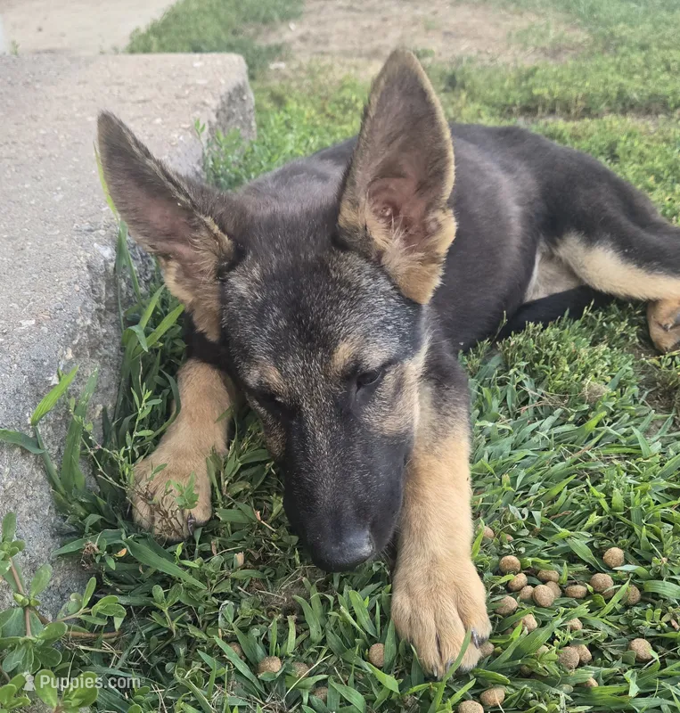 Sula – German Shepherd Dog puppy for sale in Dixon, IL