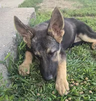 Sula, a female German Shepherd Dog for sale in Dixon, IL – 2 of 5