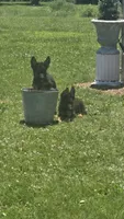 Gabby, a female German Shepherd Dog for sale in Dixon, IL – 7 of 7