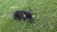 Gabby, a female German Shepherd Dog for sale in Dixon, IL – 5 of 5