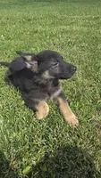 Gabby, a female German Shepherd Dog for sale in Dixon, IL – 4 of 5