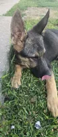 Sula, a female German Shepherd Dog for sale in Dixon, IL – 5 of 5