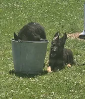 Gabby, a female German Shepherd Dog for sale in Dixon, IL – 6 of 7