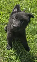 Sampson , a male German Shepherd Dog for sale in Dixon, IL – 3 of 3