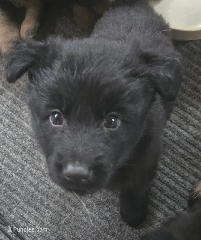 Sampson  – German Shepherd Dog puppy for sale in Dixon, IL