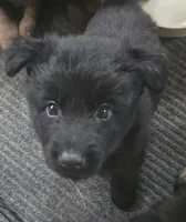 Sampson , a male German Shepherd Dog for sale in Dixon, IL – 1 of 3