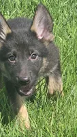 Gabby, a female German Shepherd Dog for sale in Dixon, IL – 3 of 5