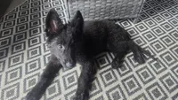 Sampson , a male German Shepherd Dog for sale in Dixon, IL – 6 of 6