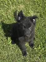 Sampson , a male German Shepherd Dog for sale in Dixon, IL – 2 of 3