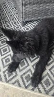 Sampson , a male German Shepherd Dog for sale in Dixon, IL – 4 of 6