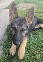 Sula, a female German Shepherd Dog for sale in Dixon, IL – 4 of 5