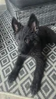 Sampson , a male German Shepherd Dog for sale in Dixon, IL – 5 of 6