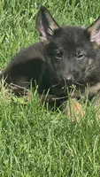Gabby, a female German Shepherd Dog for sale in Dixon, IL – 2 of 5