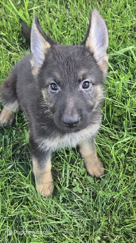 Sula – German Shepherd Dog puppy for sale in Dixon, IL
