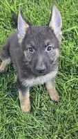 Sula, a female German Shepherd Dog for sale in Dixon, IL – 1 of 1