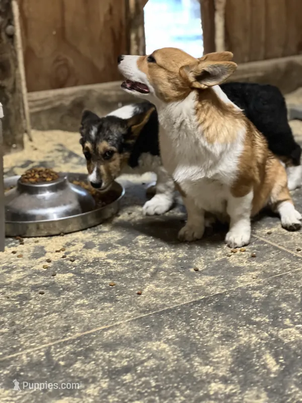 Princess – Pembroke Welsh Corgi puppy for sale in Arlington, WA