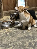 Princess, a female Pembroke Welsh Corgi for sale in Arlington, WA – 1 of 4