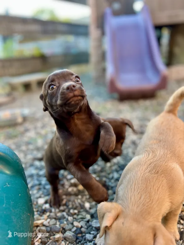 Tiny – Chug puppy for sale in Arlington Heights, WA