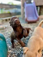 Tiny, a female Chug for sale in Arlington Heights, WA – 1 of 6