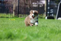 Susan, a female Australian Shepherd for sale in Arlington Heights, WA – Photo 2 of 3