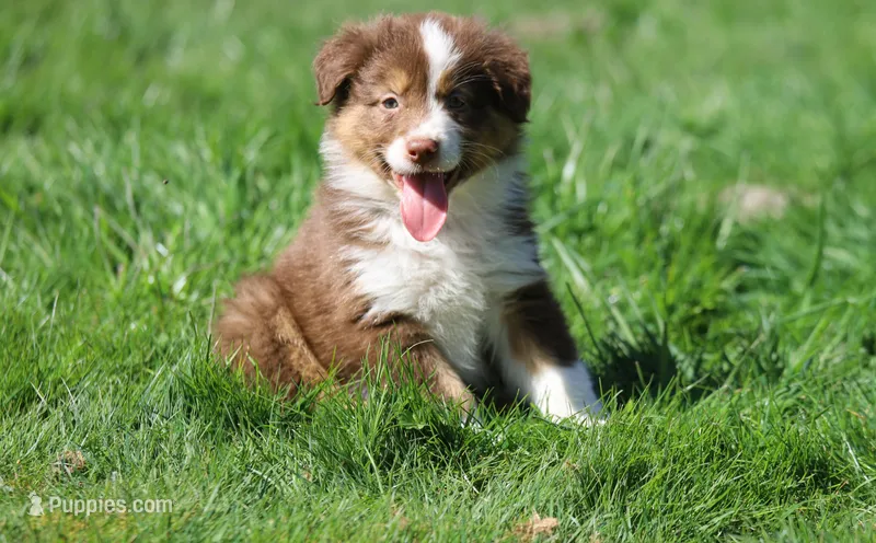 Susan, a female Australian Shepherd for sale in Arlington Heights, WA – Photo 1 of 3