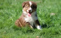 Susan, a female Australian Shepherd for sale in Arlington Heights, WA – Photo 1 of 3