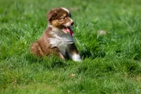 Susan, a female Australian Shepherd for sale in Arlington Heights, WA – Photo 3 of 3