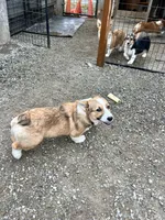 Fiona, a female Pembroke Welsh Corgi for sale in Arlington, WA – 4 of 5