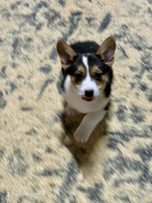 Teddy – Pembroke Welsh Corgi puppy for sale in Arlington Heights, WA