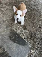 Sally, a female Pembroke Welsh Corgi for sale in Arlington Heights, WA – 3 of 3