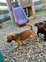 Bambi, a female Chug for sale in Arlington Heights, WA – 4 of 4