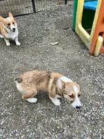 Fiona, a female Pembroke Welsh Corgi for sale in Arlington, WA – 3 of 5