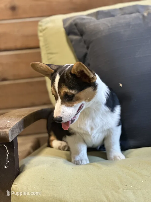 Teddy – Pembroke Welsh Corgi puppy for sale in Arlington Heights, WA