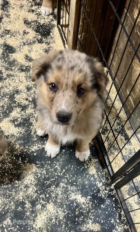 Seth – Australian Shepherd puppy for sale in Arlington Heights, WA