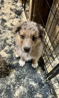Seth, a male Australian Shepherd for sale in Arlington Heights, WA – 1 of 1