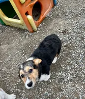 Princess, a female Pembroke Welsh Corgi for sale in Arlington, WA – 2 of 4