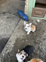 Sally, a female Pembroke Welsh Corgi for sale in Arlington Heights, WA – 1 of 3