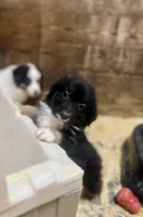 processed/fef95a09-b190-40e9-abe7-c691069c55a4/listing/3a2abf96-521e-43ba-b7c8-bd15d8ddfc1b/2418f285-732d-4fd7-b4ce-294c6996856a