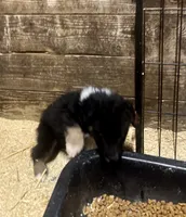 processed/fef95a09-b190-40e9-abe7-c691069c55a4/listing/3a2abf96-521e-43ba-b7c8-bd15d8ddfc1b/ca32a66a-6e36-45e8-bcfd-719ada6bea56