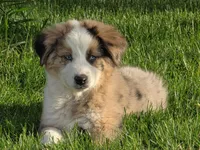 Blue, a male Australian Shepherd for sale in Arlington Heights, WA – 2 of 3
