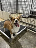 Sally, a female Pembroke Welsh Corgi for sale in Arlington, WA – 7 of 8
