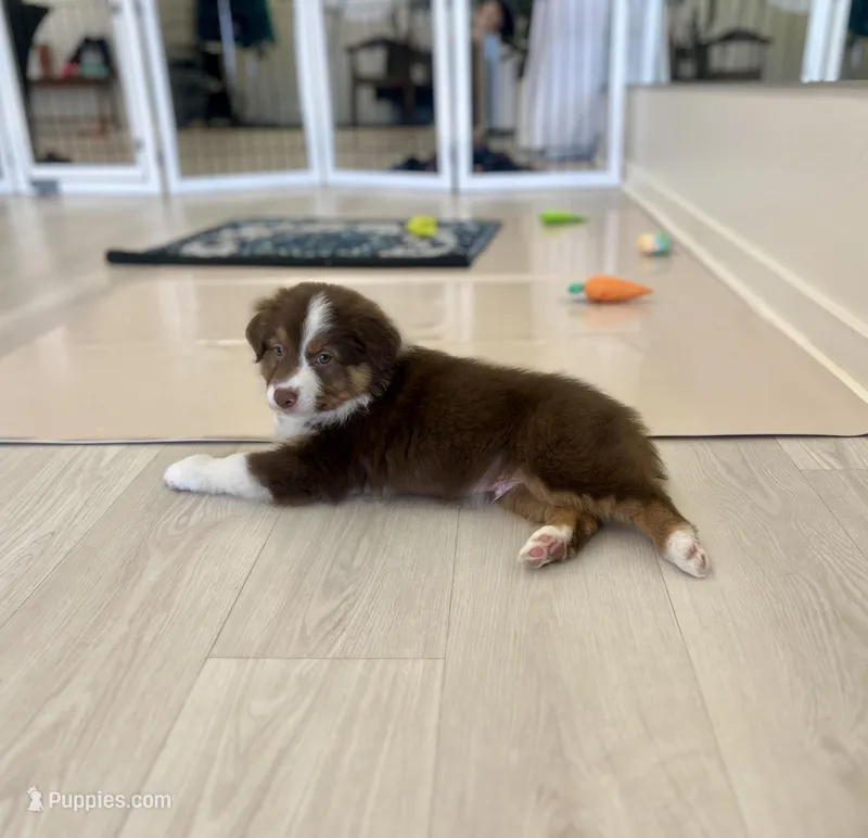 Rusty – Australian Shepherd puppy for sale in Arlington Heights, WA