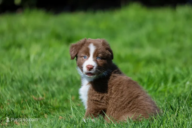 Rusty – Australian Shepherd puppy for sale in Arlington Heights, WA