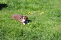 Rusty, a male Australian Shepherd for sale in Arlington Heights, WA – Photo 2 of 2
