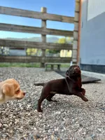 Tiny, a female Chug for sale in Arlington Heights, WA – 5 of 6