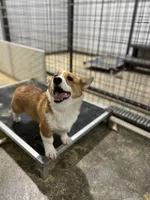 Sally, a female Pembroke Welsh Corgi for sale in Arlington, WA – 2 of 8
