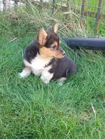 Sarah, a female Pembroke Welsh Corgi for sale in Arlington Heights, WA – Photo 2 of 2