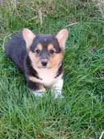 Sarah, a female Pembroke Welsh Corgi for sale in Arlington Heights, WA – Photo 1 of 2