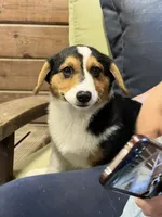 Spud, a male Pembroke Welsh Corgi for sale in Arlington Heights, WA – 2 of 2